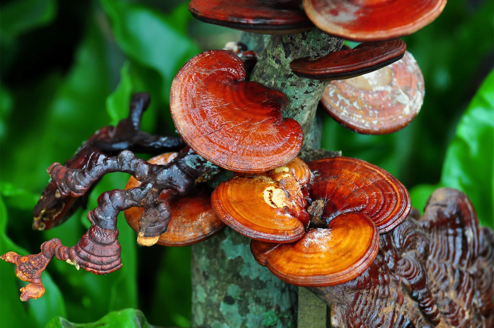 Organic Reishi mushroom
