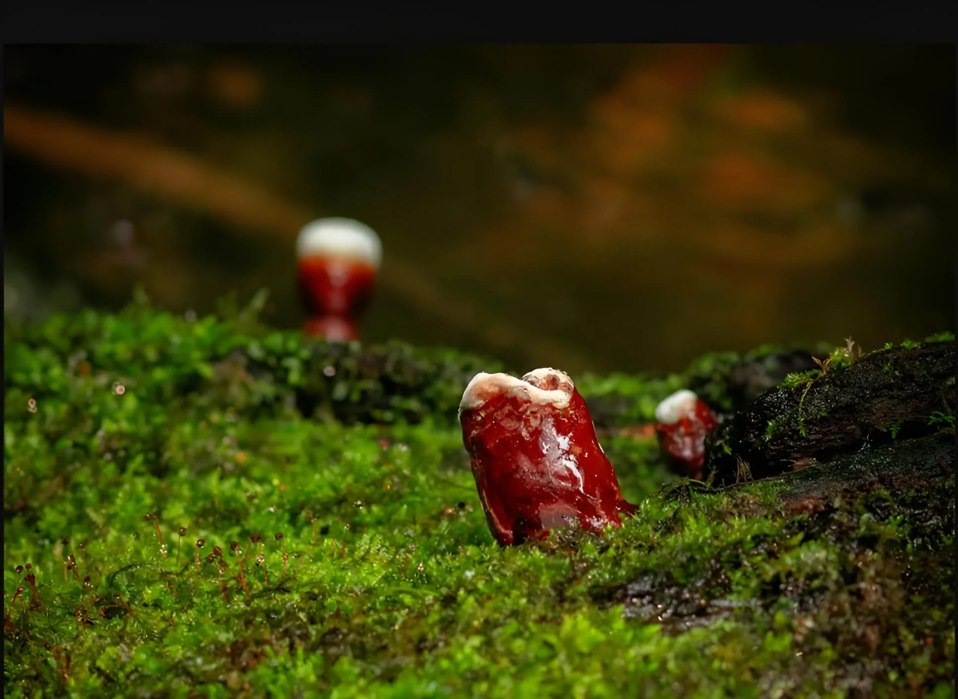 Small Reishi mushrooms in a forest