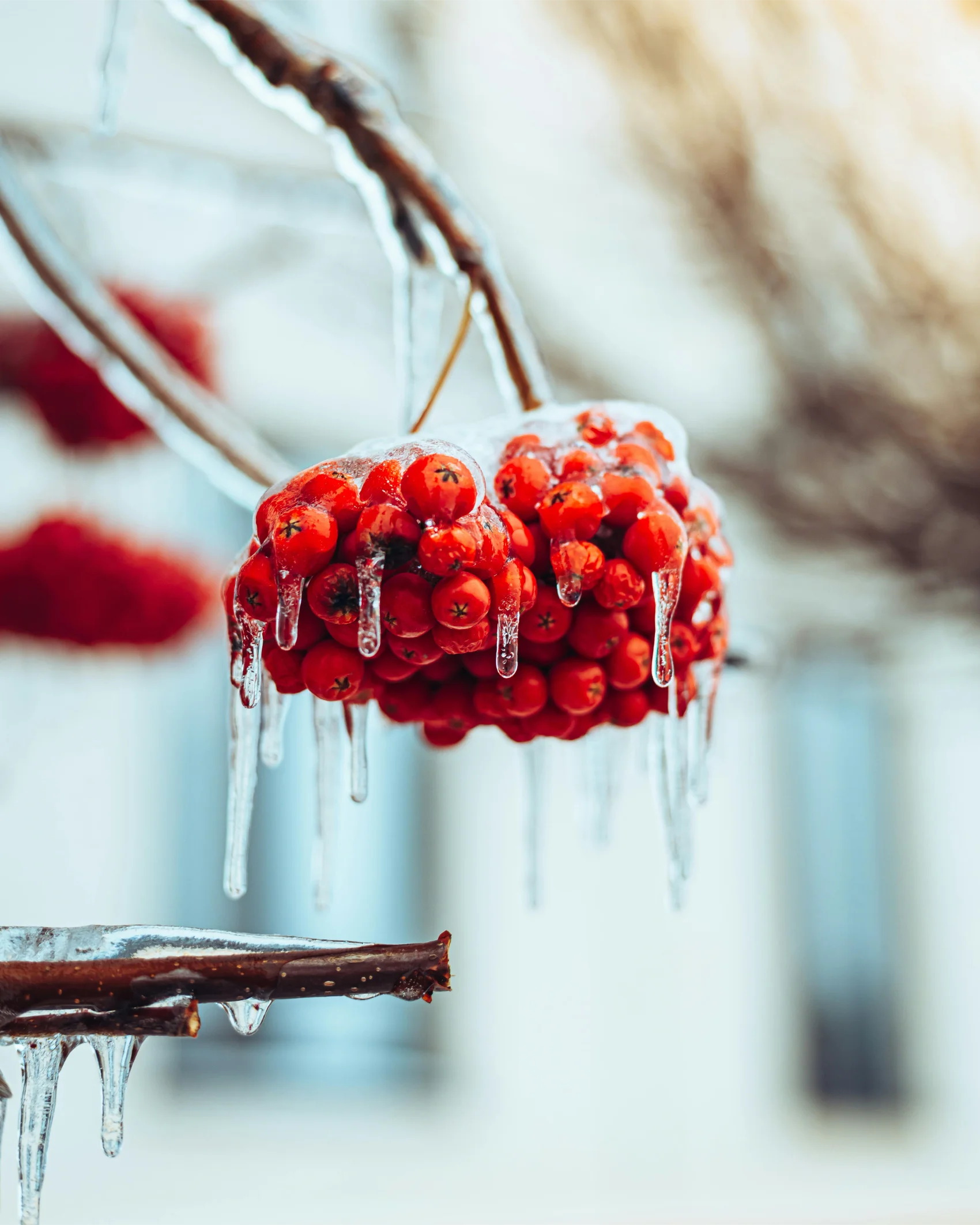 Rowan berry extract